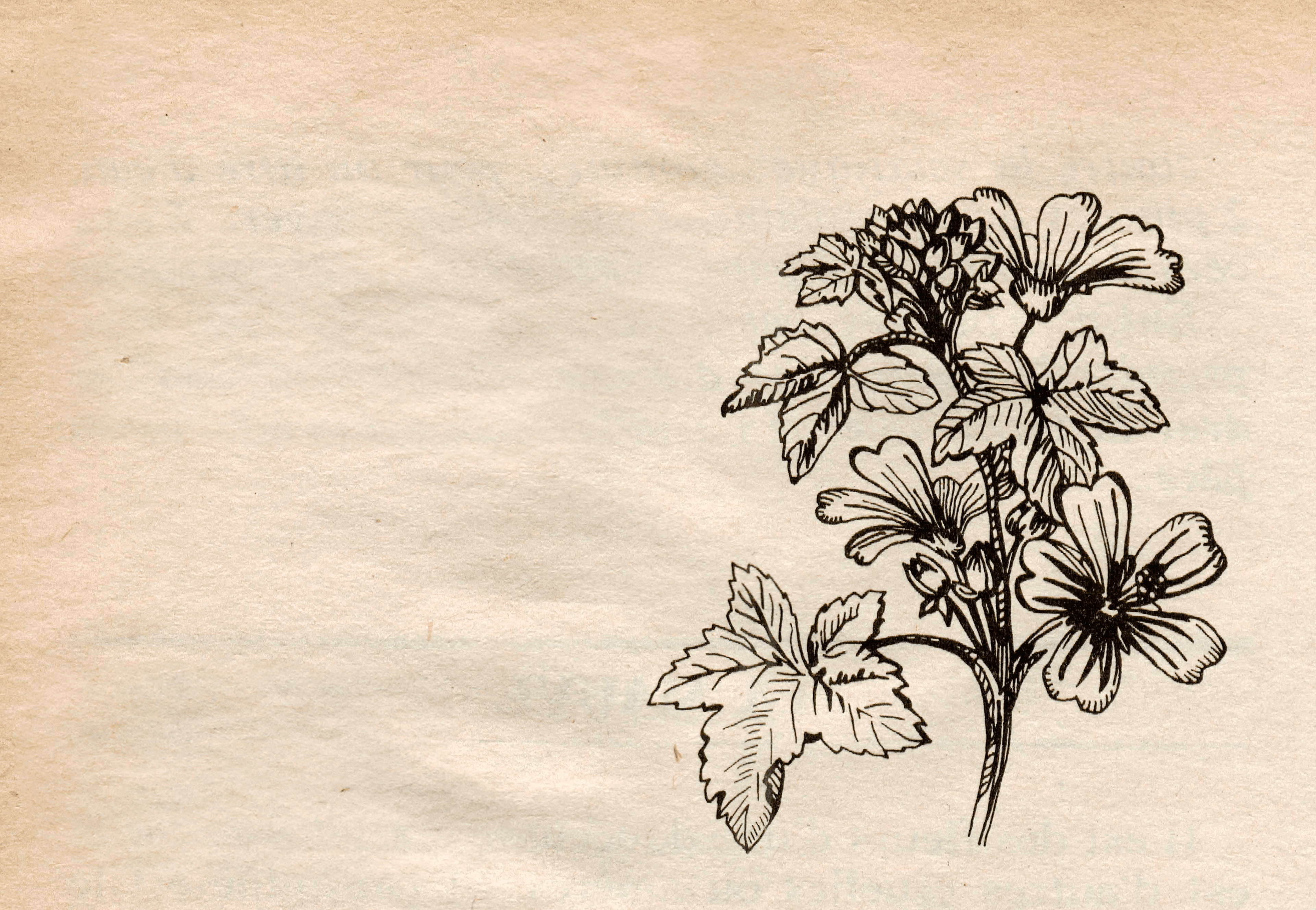 Botanic Scans — photo 5