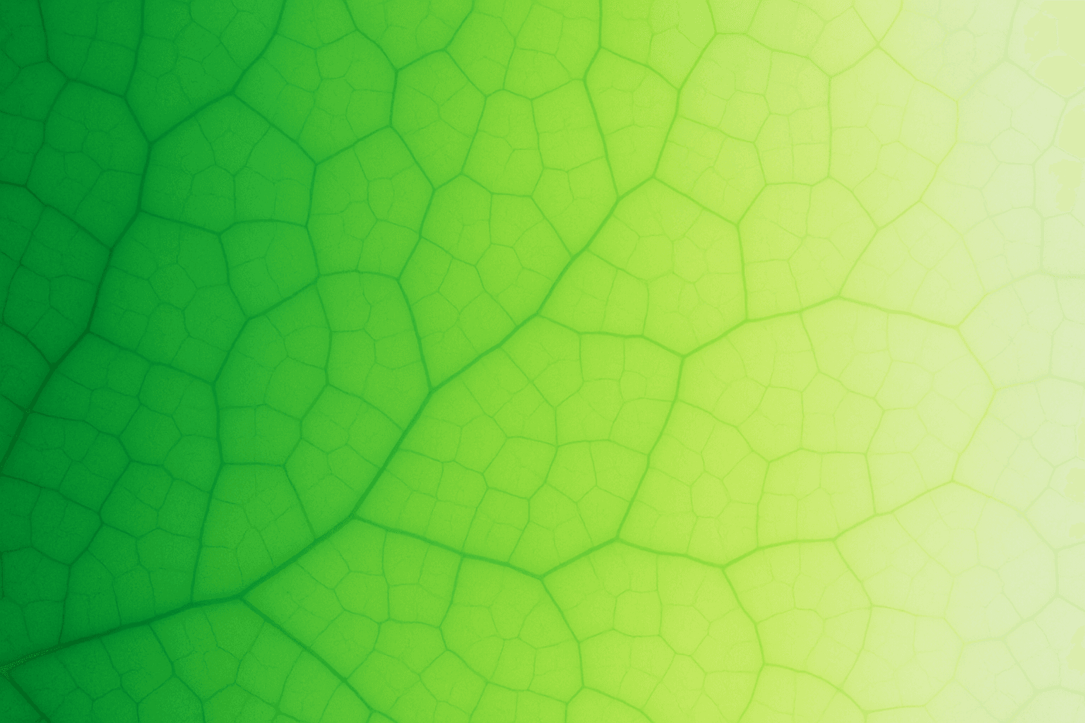 Polyflora — photo 5